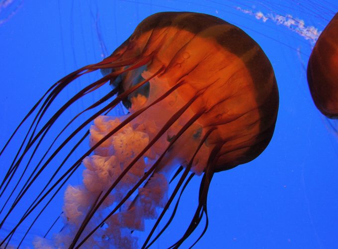 Wallpaper Jellyfish, 4k, 5k wallpaper, Pacific sea nettle, Georgia, Atlanta, diving, tourism, Aquarium, water, blue, orange, Animals 63204835